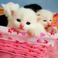 cute cat pic for dp